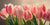 2LC7239 - Luca Villa - Tulips in Twilight