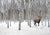 3AP6152 - Pangea Images - Stag in Birch Forest, Norway